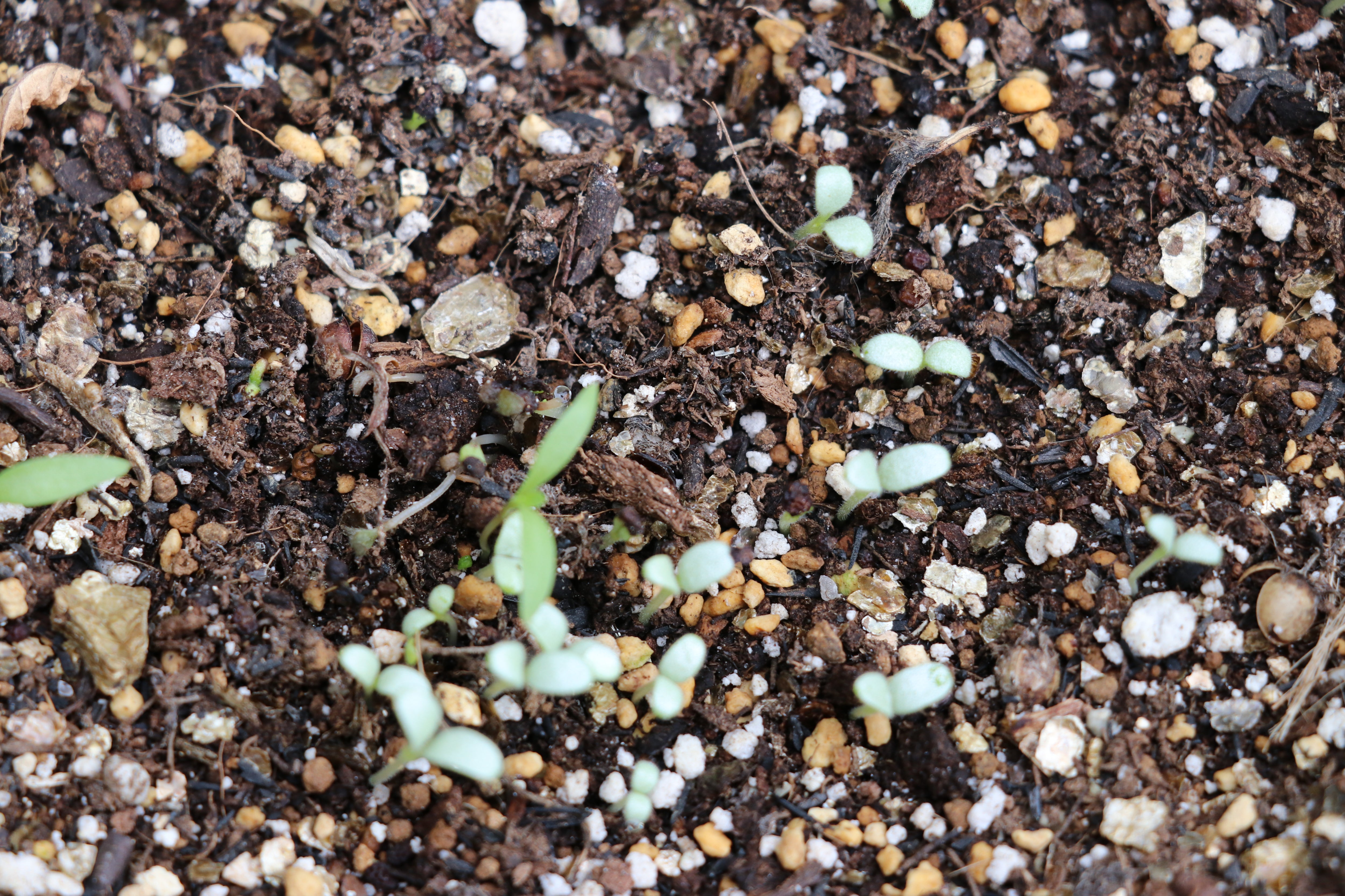 こぼれ種専用の鉢をつくる” | キヨミのガーデニングブログ 長澤淨美の