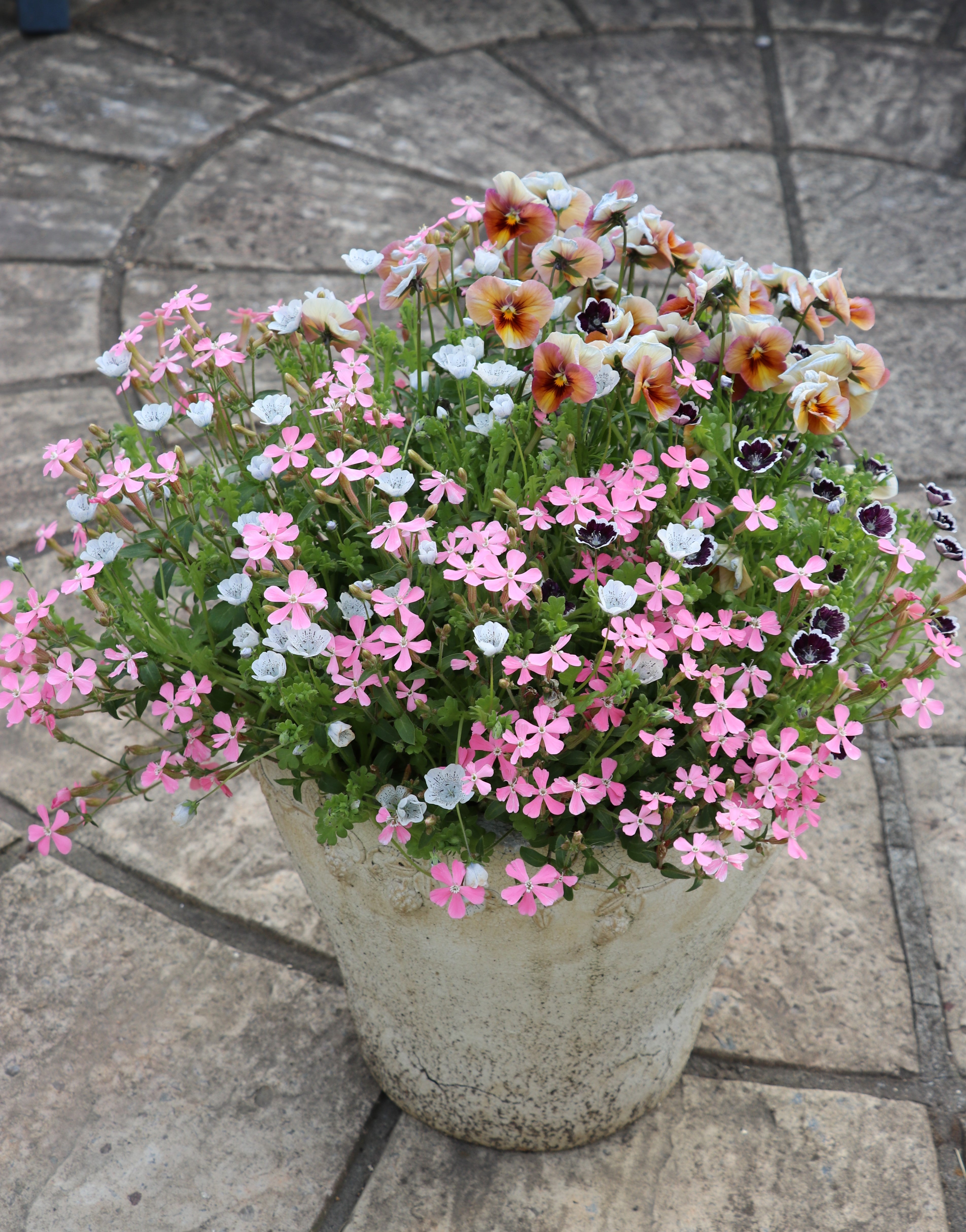 こぼれ種専用の鉢をつくる” | キヨミのガーデニングブログ 長澤淨美の