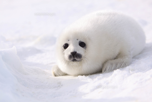 タテゴトアザラシ[10693000051]の写真・イラスト素材｜アマナイメージズ