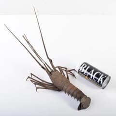 m55088263818_1.jpg?1695779944