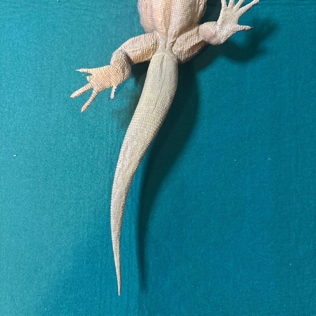 海洋堂 清水ゆう子 コモドドラゴン フィギュア