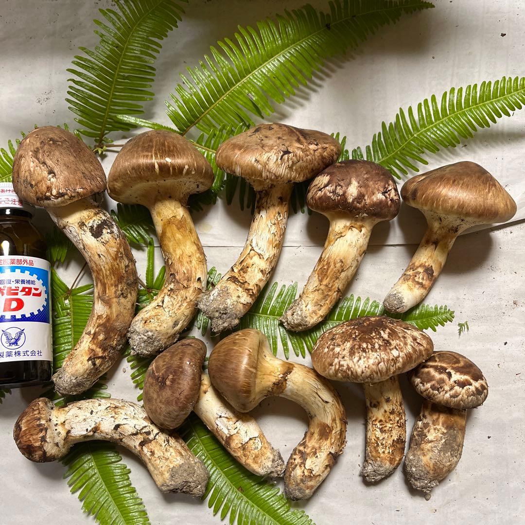 コリンシアン MLB プラチナム ジーター A.ロッド 2体セット