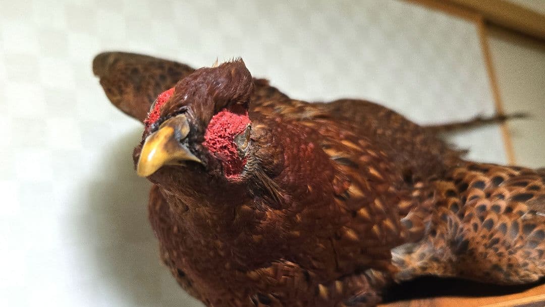 西直樹ページ　　剥製 セット　コウライキジ　ヤマドリ　台座付き