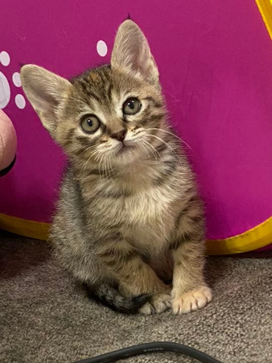 我が家のにゃんこ(*^^*)