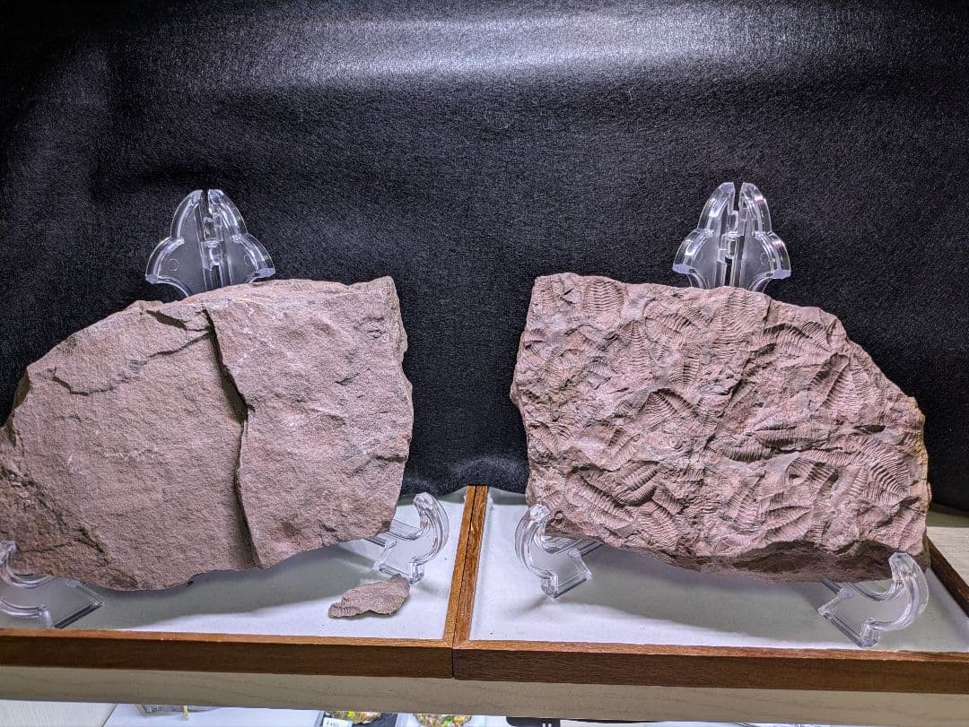 博物館級 三葉虫 群生 化石 標本 地学