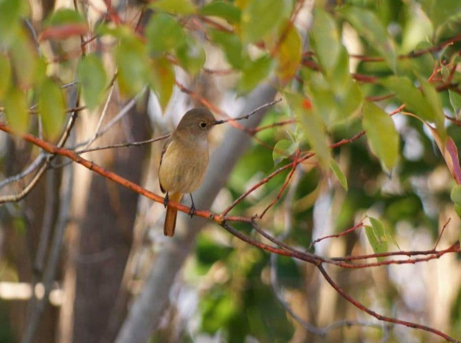 ミノルタAF APO TELE ZOOM 100-300mm F4.5-5.6
