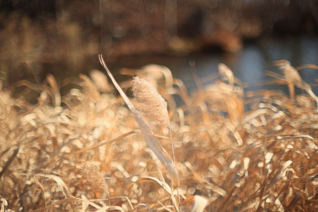 《希少》CANON FL 55mm F1.2 【光学美品】