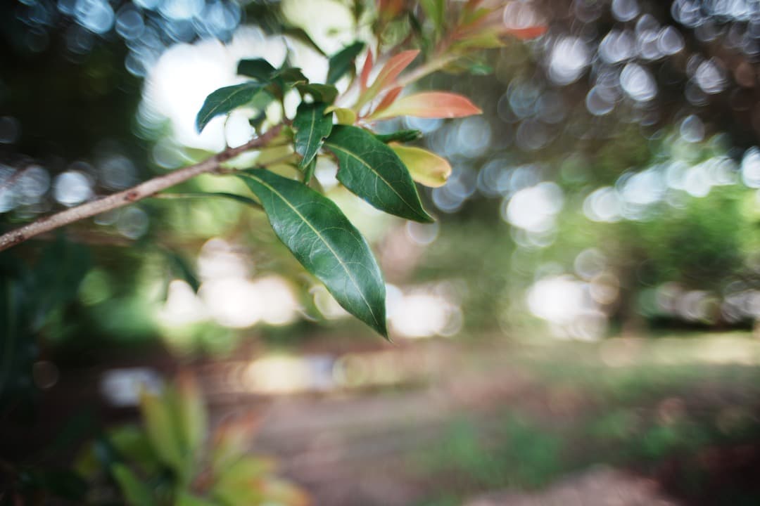 美品】動作◎ オリンパス Zuiko auto-w 24mm F2 167 - メルカリ