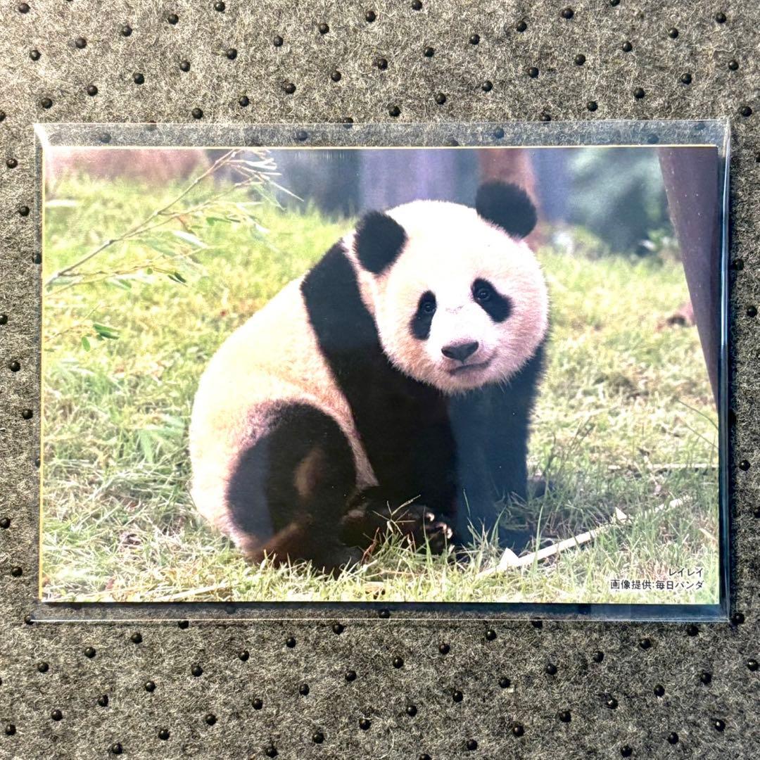 上野松坂屋 毎日パンダ ポストカード シャオシャオ レイレイ - メルカリ