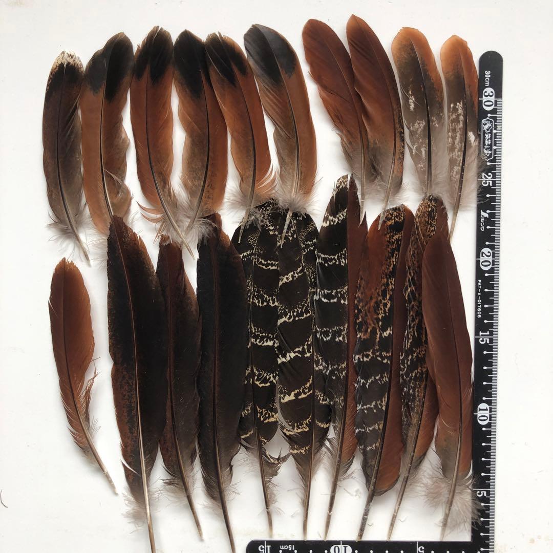 C -9】天然 鳥 羽・羽根 20枚☆消毒済☆ - メルカリ