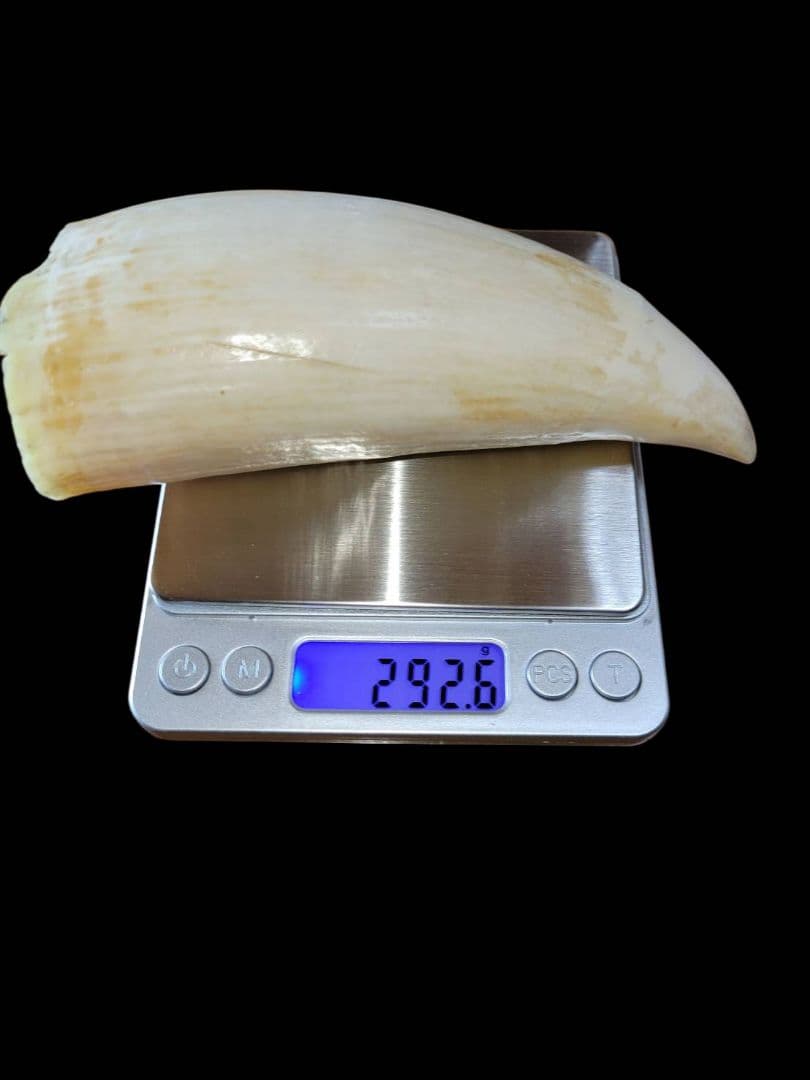 ☆ マッコウクジラ 鯨牙292.6g天然素材 印材 鯨牙 鯨歯