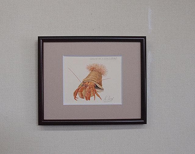 生物細密画（水彩）「ヨコスジヤドカリとヤドカリイソギンチャク