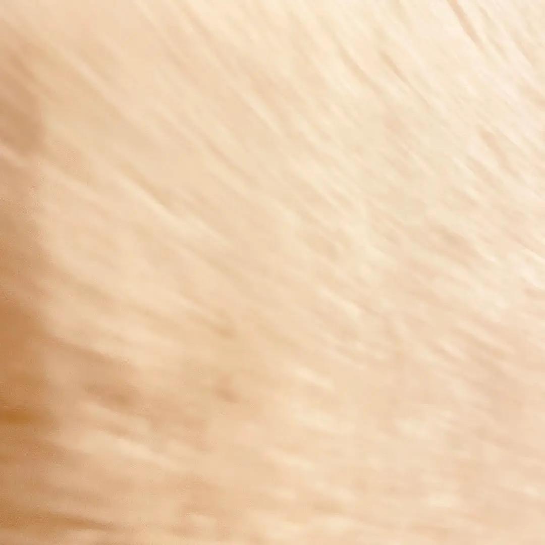 2977 西垣宗興 「白鶴眠老松」 共箱 肉筆 紙本 大徳寺