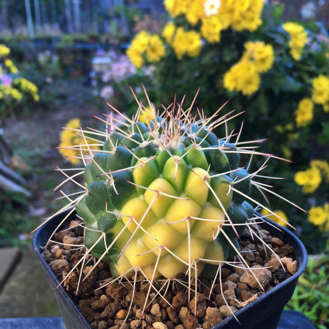 激安】白竜丸錦 大株 斑入り 極上品 高級 レア ハクリュウマル