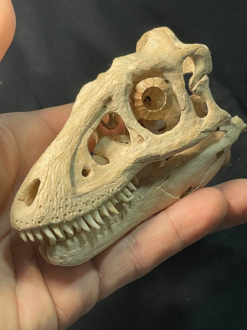 木彫 恐竜 ティラノサウルス レックス 幼体 頭骨模型 11cm - メルカリ