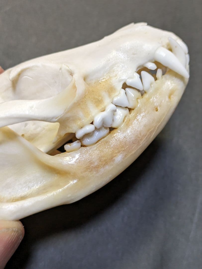 頭骨標本　珍獣パームシベット