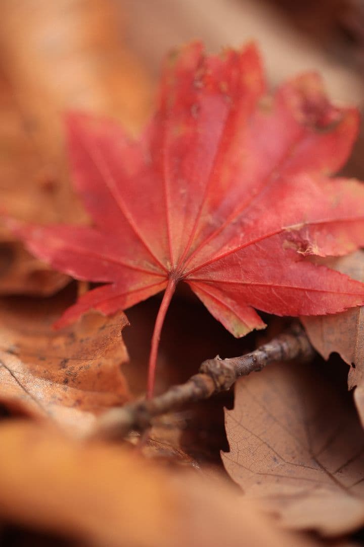《銘玉》TAMRON SP 90mm F2.5 52BB 【光学美品】