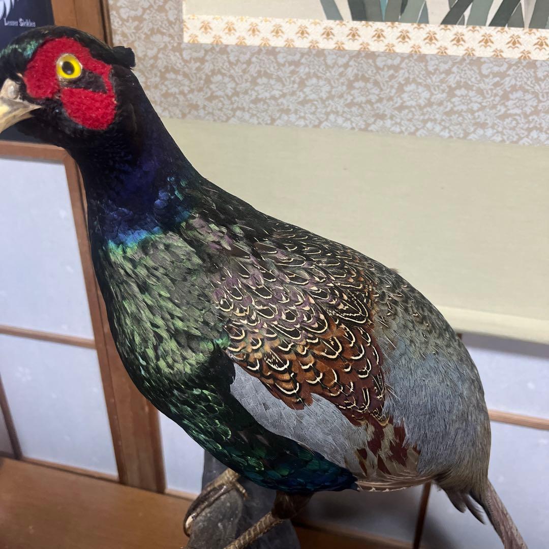 キジ 剥製 - メルカリ