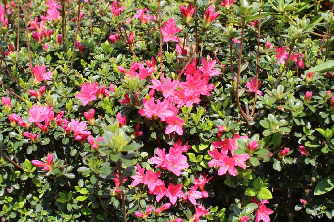 キヤノン EF28-105mm F3.5-4.5 マクロ USMズームレンズ