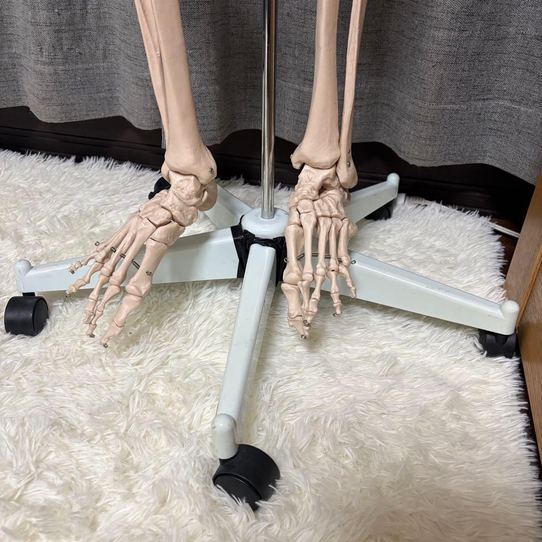 骨模型　全身　等身大　キャスター付　整体院　整骨院