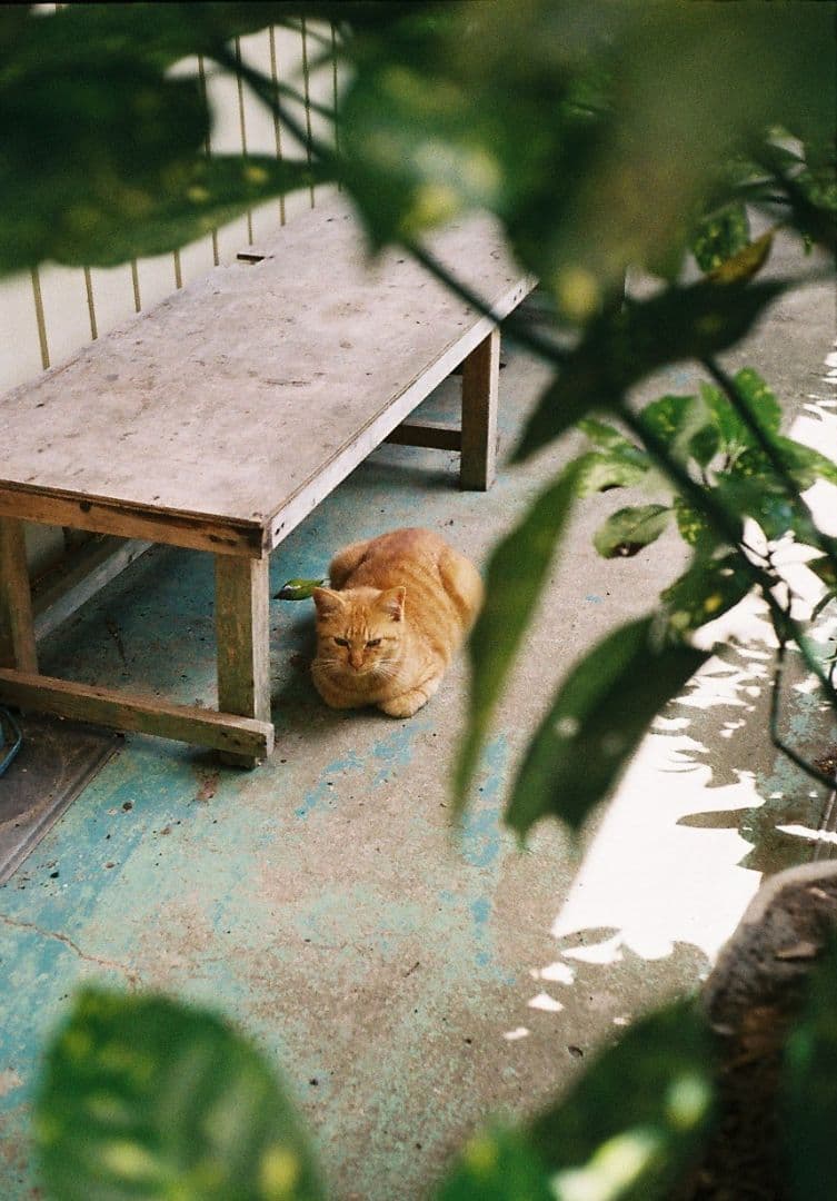 Minolta repo-S（整備済み）