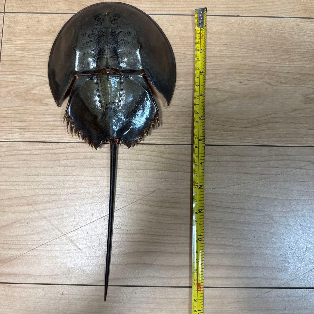 カブトガニ外骨格 保存標本 約33cm - メルカリ