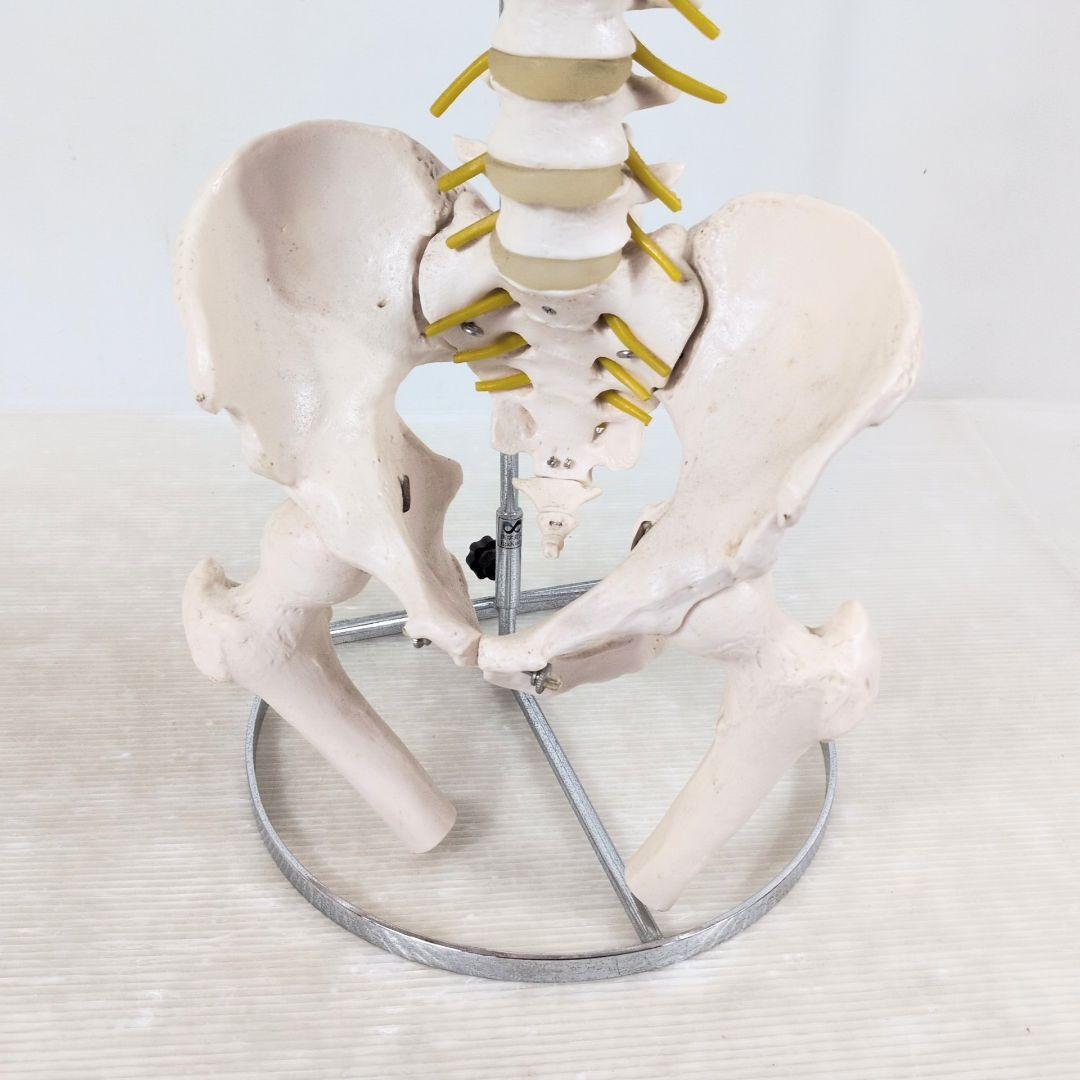 脊椎骨格模型 標本 脊椎 脊柱 背骨 現状品 - メルカリ