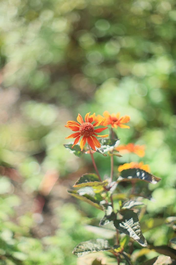 《希少》YASHICA AUTO YASHINON-DX 50mm F1.4