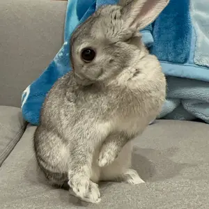 世界に8枚 遊戯王 初期 ブースター3 ラムーン PSA10 完美品 - メルカリ